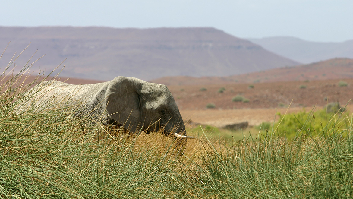A desert elephant enjoys green reeds and open water in the lower Huab valley